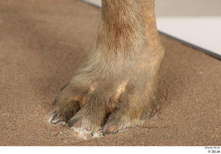 Striped Hyena Hyaena hyaena foot 0007.jpg